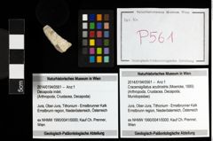 Foto (Objekt + Etiketten) von Cracensigillatus acutirostris (Moericke, 1889) 